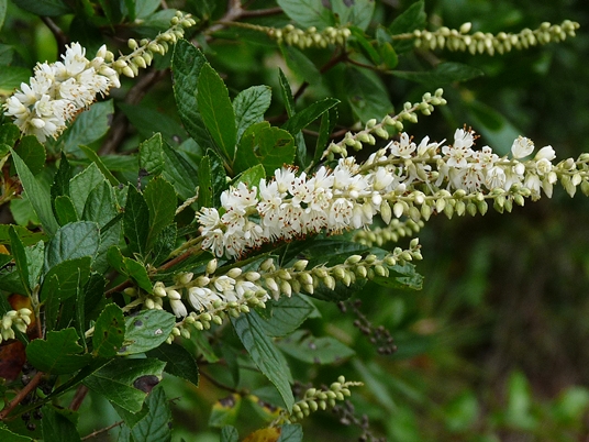 {Clethra alnifolia}